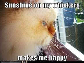 Sunshine on my whiskers  makes me happy