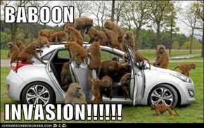 BABOON   INVASION!!!!!!