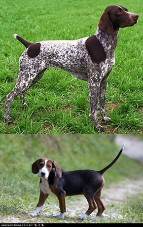 Goggie ob teh Week FACE OFF: German Shorthaired Pointer vs. Serbian Hound 