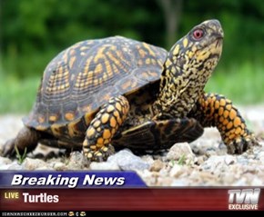 Breaking News - Turtles