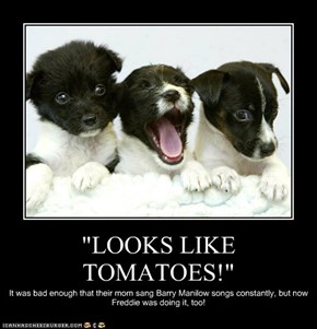 "LOOKS LIKE TOMATOES!"