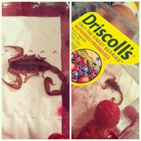 Scorpions? In MY Raspberries?
