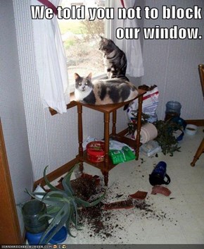 We told you not to block our window.