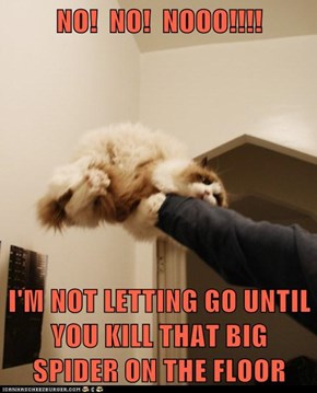 NO!  NO!  NOOO!!!!  I'M NOT LETTING GO UNTIL YOU KILL THAT BIG SPIDER ON THE FLOOR