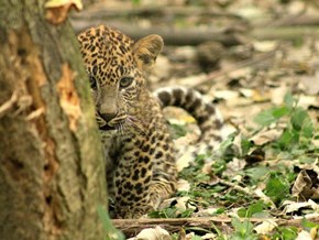 Baby Panther 
