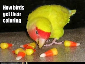 How birds get their coloring