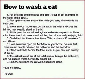 How to Wash a Cat