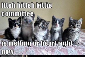 Itteh bitteh kittie committee  is melting ur heart right now