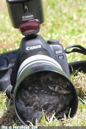 Nesting Place Bomb