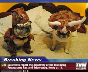 Breaking News - Scientists report the discovery of the last living Pugasaurus Rex and Tricerapug. News at 11.