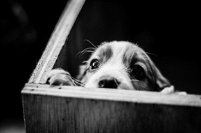 Cyoot Puppy ob teh Day: Peek-a-boo!