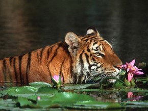 Tiger Lily 