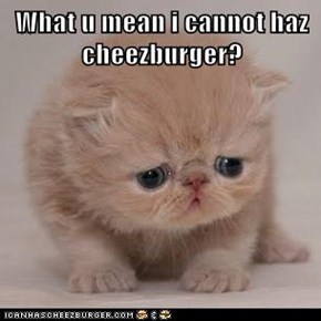 What u mean i cannot haz cheezburger?