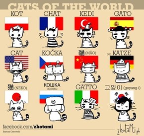 Cats of the world :3