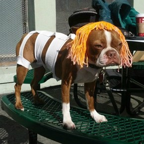 Leeloo Dog!