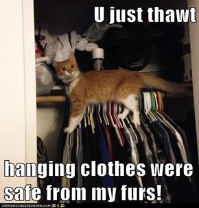 U just thawt  hanging clothes were safe from my furs!