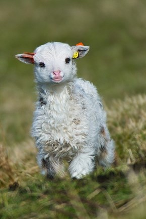 Widdle Lamb 