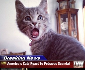 Breaking News - America's Cats React To Petraeus Scandal