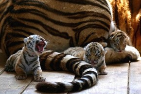 Fussy Tiger Cubs 