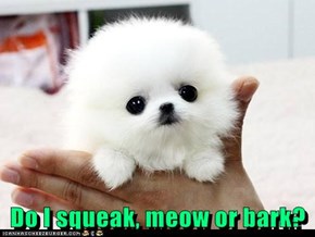 Do I squeak, meow or bark?