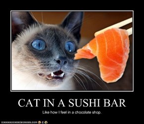 CAT IN A SUSHI BAR