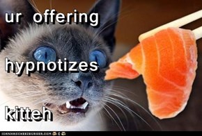 ur offering hypnotizes kitteh