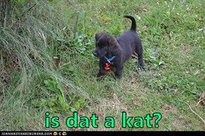 is dat a kat?