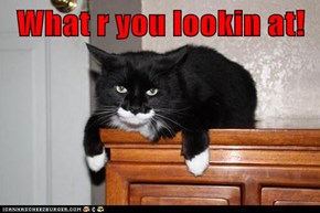 What r you lookin at!