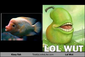 Kissy fish Totally Looks Like Lol Wut
