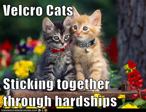 Velcro Cats