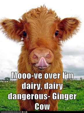 Mooo-ve over I'm dairy, dairy dangerous- Ginger Cow