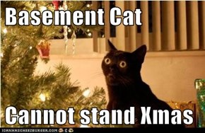 Basement Cat  Cannot stand Xmas