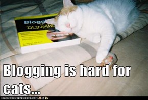 Blogging is hard for cats...
