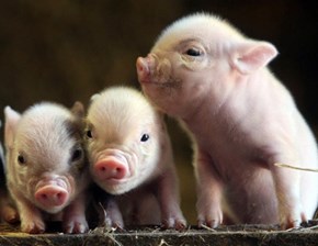 The Three Little Pigs 
