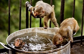 Monkey Bath Time 