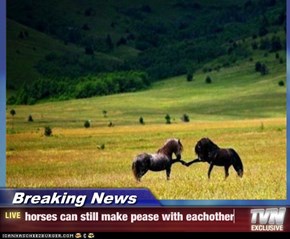 Breaking News - horses can still make pease with eachother