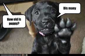 How old is Puppy?