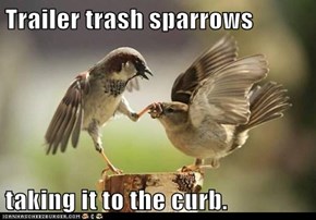 Trailer trash sparrows  taking it to the curb.