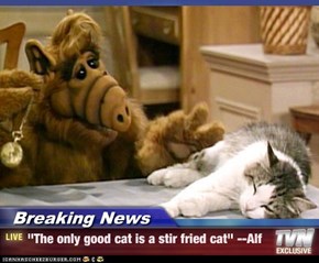 Breaking News - "The only good cat is a stir fried cat" --Alf