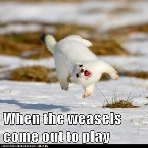 When the weasels come out to play