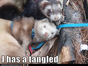 I has a tangled