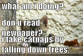 what am i doing? don u read newpaper? i take catnaps by falling down trees.
