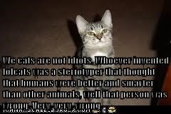We cats are not idiots. Whoever invented lolcats was a steriotyper that thought that humans were better and smarter than other animals, well that person was wrong. Very, very, wrong.
