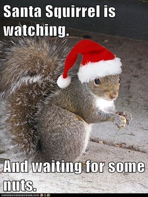 Santa Squirrel is watching.  And waiting for some nuts.