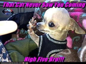 That Cat Never Saw You Coming  High Five Bro!!!