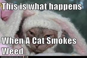 This is what happens  When A Cat Smokes Weed