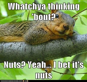 Whatchya thinking 'bout?  Nuts? Yeah... I bet it's nuts