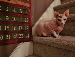 The 25 Days of Catmas: It's Winter!  I'm Cold!  Knit Me a Sweater!