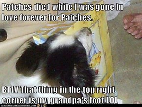 Patches died while I was gone In love forever for Patches.  BTW That thing in the top right corner is my grandpa's foot.LOL