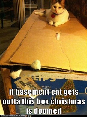 if basement cat gets outta this box christmas is doomed